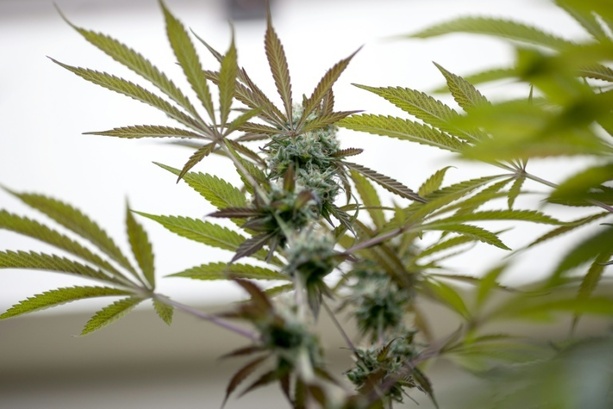 Bild vergr&ouml;&szlig;ern: RKI: Cannabiskonsum bei jungen Männern steigt weiter an