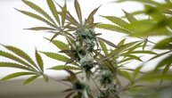 RKI: Cannabiskonsum bei jungen Männern steigt weiter an