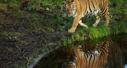 Nach Tigerausbruch in Sachsen: Behörden holen sechs Tiere aus Gehege