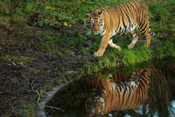 Bild vergr&ouml;&szlig;ern: Nach Tigerausbruch in Sachsen: Behörden holen sechs Tiere aus Gehege