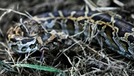 Königspython auf Bauernhof in Niedersachsen entdeckt