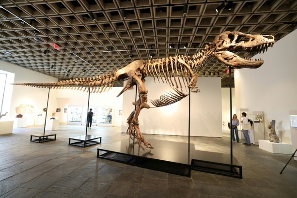 Bild vergr&ouml;&szlig;ern: USA: T-Rex Gus bei Auktion für mehr als 50 Millionen Dollar versteigert