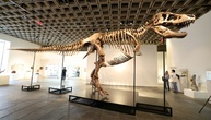 USA: T-Rex 