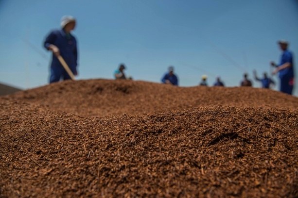 Bild vergr&ouml;&szlig;ern: Südafrikanischer Rooibos-Tee reist zu Forschungszwecken ins All