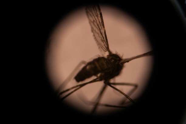 Bild vergr&ouml;&szlig;ern: RKI: Vier Beschäftigte an Frankfurter Flughafen an Malaria erkrankt
