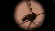 RKI: Vier Beschäftigte an Frankfurter Flughafen an Malaria erkrankt