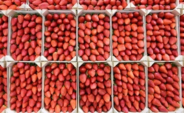 Deutlich niedrigere Ernte von Freiluft-Erdbeeren erwartet - auch weniger Spargel