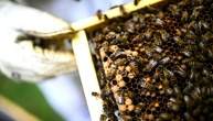 Frankreich will bereits verbotene Bienenkiller unter Auflagen wieder zulassen