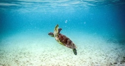 Great Barrier Reef: Wissenschaftler warnen vor