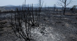 Waldbrand außer Kontrolle: 3500 Menschen in Gemeinde westlich von Madrid evakuiert