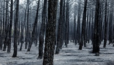 Spanien ruft wegen Waldbränden in zwei Regionen 