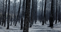 Spaniens Regierungschef Sánchez zu Waldbränden: