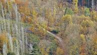 Forstkammer fordert mehr Engagement gegen Waldbrände