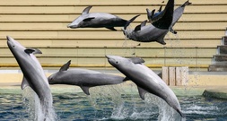 Bei Delfinshow in Duisburger Zoo: Drei Aktivisten springen in Becken