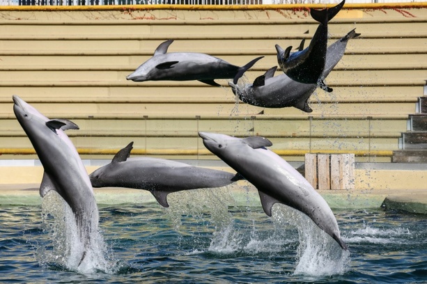 Bild vergr&ouml;&szlig;ern: Bei Delfinshow in Duisburger Zoo: Drei Aktivisten springen in Becken