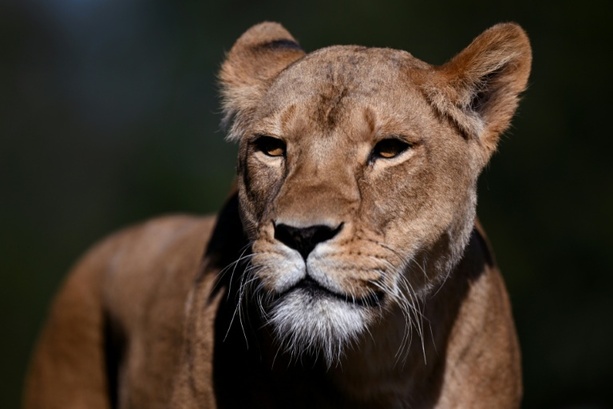 Bild vergr&ouml;&szlig;ern: Vermutlich Hitzschlag: Drei Löwinnen in Zoo in Tokio gestorben
