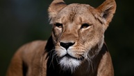 Vermutlich Hitzschlag: Drei Löwinnen in Zoo in Tokio gestorben