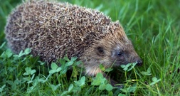 Stacheliger Eindringling: Igel löst Einbruchalarm in Supermarkt in Hessen aus