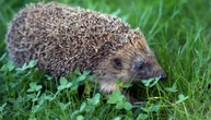 Stacheliger Eindringling: Igel löst Einbruchalarm in Supermarkt in Hessen aus