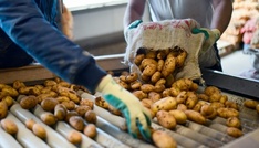 Industrie erwartet niedrige Kartoffelernte wegen extremer Trockenheit