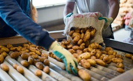 Industrie erwartet niedrige Kartoffelernte wegen extremer Trockenheit