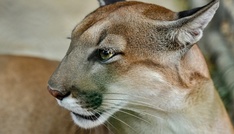Studie: Mehr Pumas - weniger Verkehrsunfälle mit Rehen
