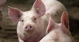 Mehr als tausend Schweine bei Stallbrand in Bayern verendet