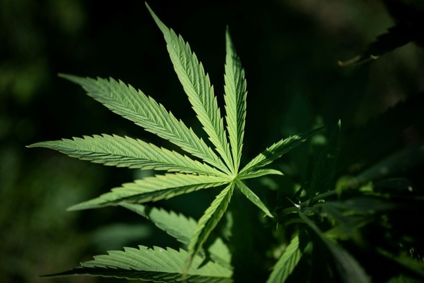 Bild vergr&ouml;&szlig;ern: Polizei entdeckt Cannabisplantage mit mehr als 900 Pflanzen in Kerpen - Festnahme