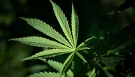 Polizei entdeckt Cannabisplantage mit mehr als 900 Pflanzen in Kerpen - Festnahme