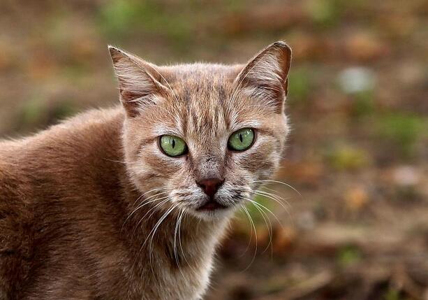 Bild vergr&ouml;&szlig;ern: Tierärzte fordern bundesweite Kastrationspflicht für Katzen