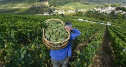Frankreich: Crémant-Lese in Burgund beginnt wegen Hitzewellen so früh wie nie