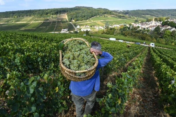 Bild vergr&ouml;&szlig;ern: Frankreich: Crémant-Lese in Burgund beginnt wegen Hitzewellen so früh wie nie