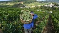 Frankreich: Crémant-Lese in Burgund beginnt wegen Hitzewellen so früh wie nie