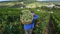 Frankreich: Crémant-Lese in Burgund beginnt wegen Hitzewellen so früh wie nie