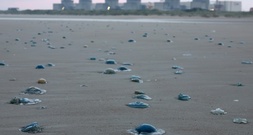 Quallenplage zwingt EDF in Frankreich zur Abschaltung von drei Akw-Blöcken
