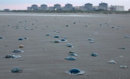 Quallenplage zwingt EDF in Frankreich zur Abschaltung von drei Akw-Blöcken