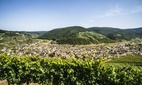 Weininstitut: Start der Weinlese in diesem Jahr außergewöhnlich früh