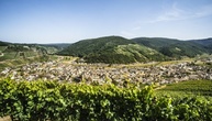Weininstitut: Start der Weinlese in diesem Jahr außergewöhnlich früh