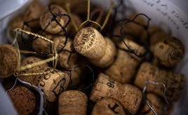 Erntebeginn für Champagner-Trauben in diesem Jahr so früh wie nie