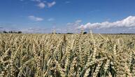 Raiffeisenverband: Hitze verursacht deutlichen Ernteverlust