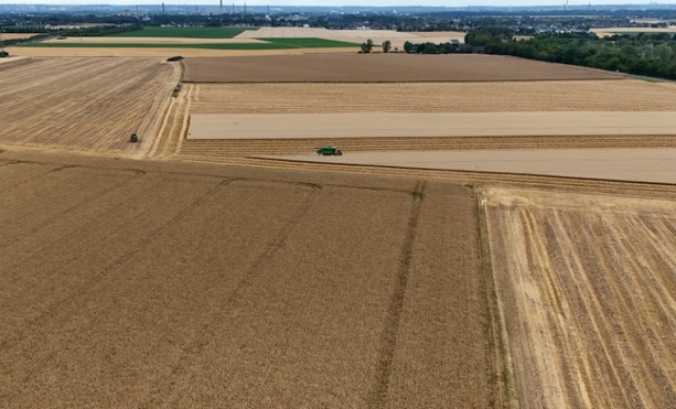 Bild vergr&ouml;&szlig;ern: Prognose: Millioneneinbußen für Getreidebauern wegen Hitze