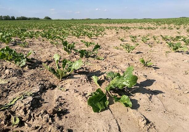 Bild vergr&ouml;&szlig;ern: Bauernverband warnt vor Ernteausfällen
