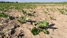 Bauernverband warnt vor Ernteausfällen