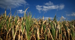 Bauernverband erwartet Ernteeinbußen - regional Totalausfälle befürchtet