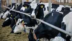 Preise für landwirtschaftliche Erzeugnisse deutlich geringer als im Vorjahr