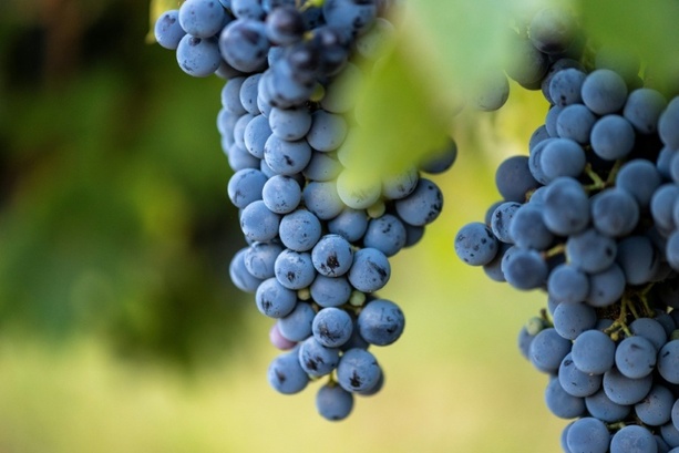 Bild vergr&ouml;&szlig;ern: Wegen Extrem-Sommers beginnt Weinlese im Elsass früher denn je