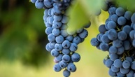 Wegen Extrem-Sommers beginnt Weinlese im Elsass früher denn je