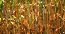 Landwirtschaftsminister Rainer: Lebensmittel werden wegen Dürre nicht sofort teurer