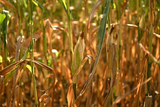Bild vergr&ouml;&szlig;ern: Landwirtschaftsminister Rainer: Lebensmittel werden wegen Dürre nicht sofort teurer