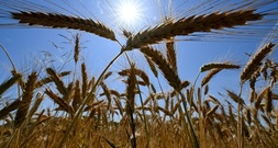 Bauernpräsident: Wetterumschwung rettet Ernte kaum